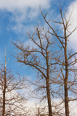 Image showing The tops of the trees, destroyed beetles