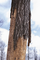 Image showing Beetle-killed tree pest