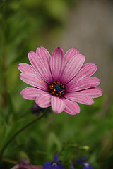 Image showing Flower and green