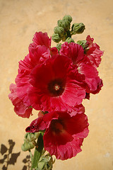 Image showing Red flowers and wall