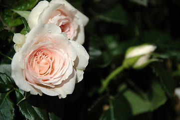 Image showing White roses