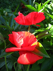 Image showing beautiful flower of the poppy