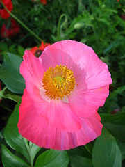 Image showing beautiful flower of the poppy