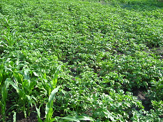 Image showing Kitchen garden of the ascended potato