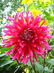 Image showing beautiful flower of red Dahlia