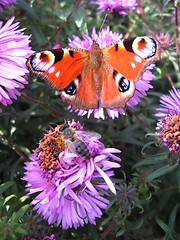 Image showing butterfly of peacock eye on the aster