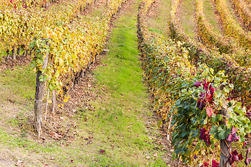 Image showing Italian Vineyard