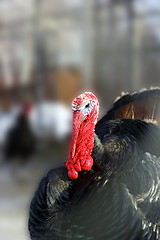 Image showing big turkey male