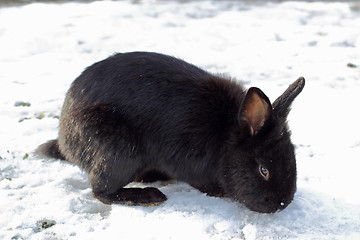 Image showing black rabbit