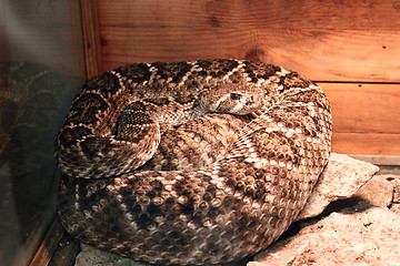 Image showing crotalus atrox