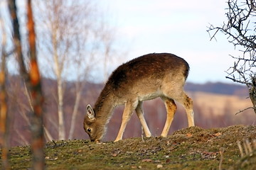 Image showing deer calf grazing