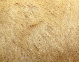 Image showing detail of polar bear fur