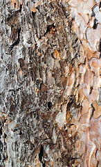 Image showing detail of pine bark