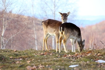 Image showing fallow deer doe and calf