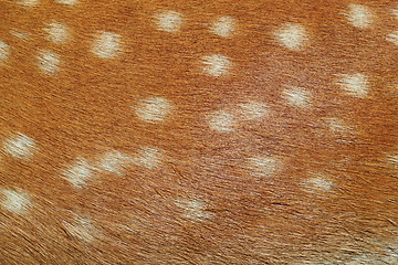 Image showing fallow deer textured pelt