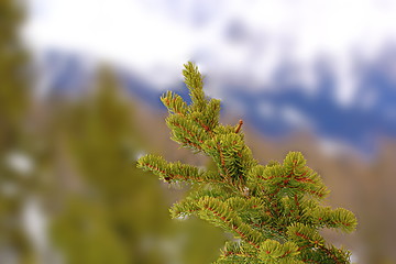 Image showing fir branch detail