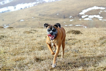 Image showing happy dog running