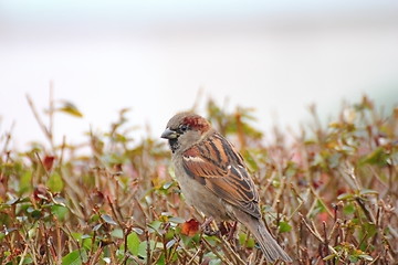 Image showing house sparrow - passer domesticus