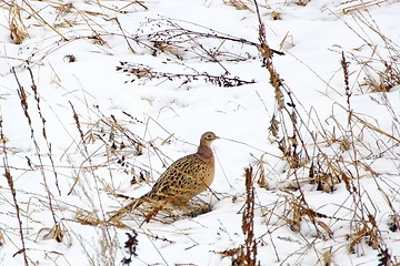 Image showing pheasant hen