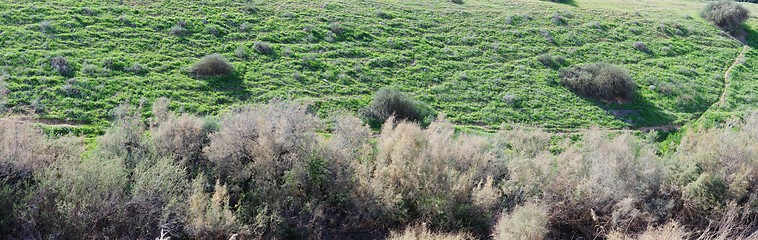 Image showing Counterlight view of a green hill covered with grass and bushes