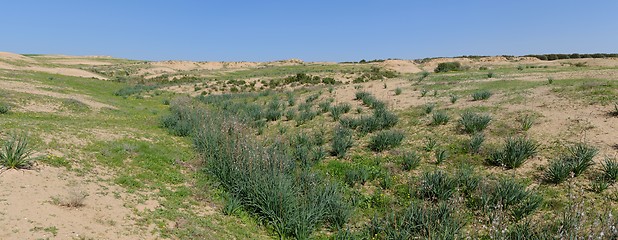 Image showing Desert covered with ephemeral plants in spring