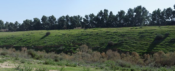 Image showing Counterlight view of a green hill covered with grass and bushes