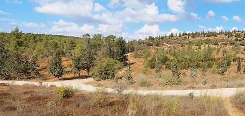 Image showing Empty hiking trail among low hills with pinetrees