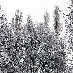 Image showing Trees covered in snow