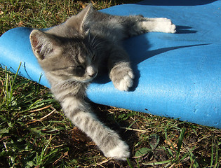 Image showing Kitten sleeping on a blue mat