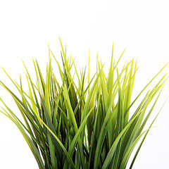Image showing Fresh green spring grass