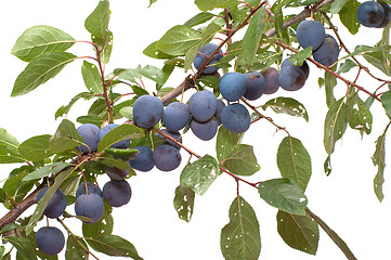 Image showing Sloe.