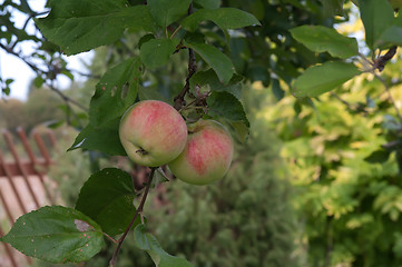 Image showing Apples.