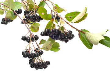 Image showing Aronia.