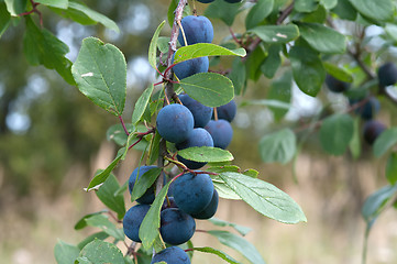 Image showing Sloe.