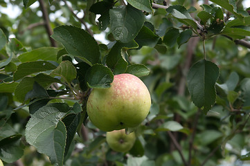 Image showing Apple.