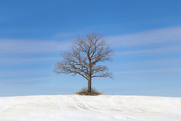 Image showing  		Old tree on snowy field on a blue sky bakground