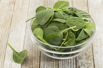 Image showing bowl of baby spinach