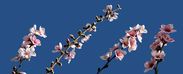 Image showing Peach blossom