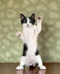 Image showing Kitten Standing on Hind Legs Waving