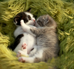 Image showing Cuddling Kittens Outdoors in Natural Light