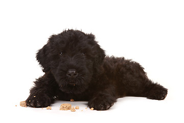 Image showing Little Black Russian Terrier Puppy on White Background