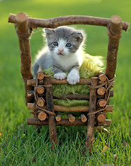 Image showing Baby Kitten Outdoors in Grass