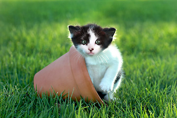 Image showing Little Kitten Outdoors in Natural Light