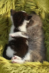 Image showing Kittens Outdoors in Natural Light