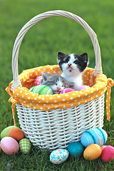 Image showing Adorable Kittens in a Holiday Easter Basket