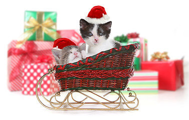 Image showing Cute Kittens in a Christmas Santa Sleigh