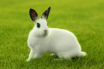 Image showing  White Bunny Rabbit Outdoors in Grass