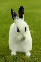 Image showing  White Bunny Rabbit Outdoors in Grass