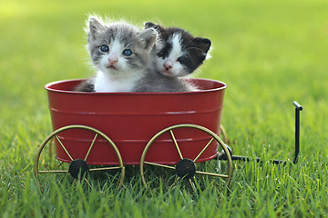 Image showing Kittens Outdoors in Natural Light