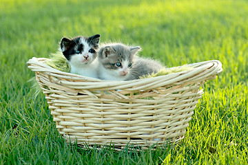 Image showing Kittens Outdoors in Natural Light